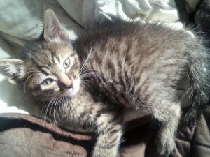 . Denver (bonded with Dover) .