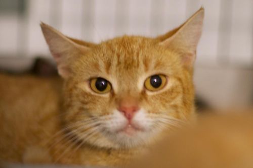 9 Fun Facts About Orange Tabby Cats Goathouse Refuge