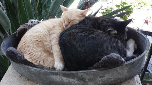 . Max the Orange, Spats, and Rocky .