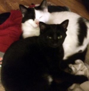 . Buddy Cowboy (One takes care of the other, as if he were a brother. Cowboy's legs were broken, Buddy's love unspoken. Please adopt them together...) .