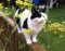 . Buddy Cowboy (One takes care of the other, as if he were a brother. Cowboy's legs were broken, Buddy's love unspoken. Please adopt them together...) .
