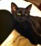 . Buddy Cowboy (One takes care of the other, as if he were a brother. Cowboy's legs were broken, Buddy's love unspoken. Please adopt them together...) .