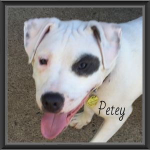 . Petey VB 0215 *Deaf*Special Needs! .