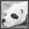 . Petey VB 0215 *Deaf*Special Needs! .