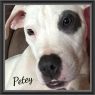 . Petey VB 0215 *Deaf*Special Needs! .