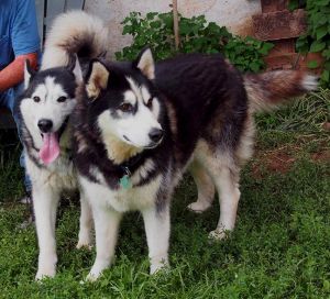 . Zeus and Demon .
