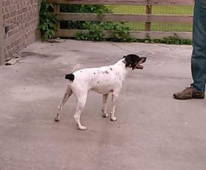 . Rat Terrier/TN .
