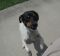 . Rat Terrier/TN .