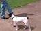 . Rat Terrier/TN .
