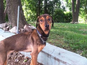 . Sad Spencer Eng Coon Hound .