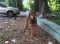 . Sad Spencer Eng Coon Hound .