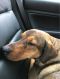 . Sad Spencer Eng Coon Hound .