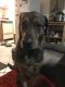 . Sad Spencer Eng Coon Hound .