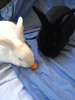 . Blackberry and Max .