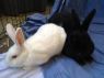. Blackberry and Max .