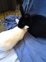 . Blackberry and Max .