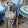 Lola