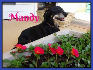 . Miss Mandy .
