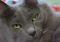 . LUCKY & CHANCE - Bonded Brothers .