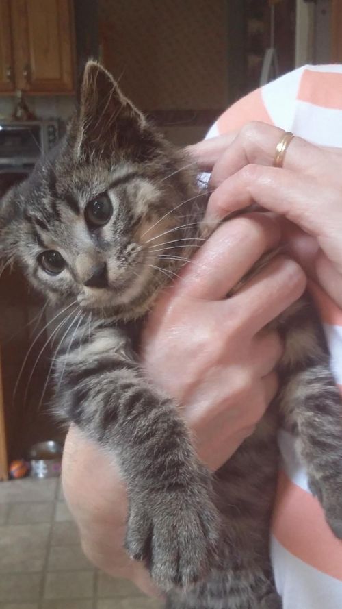 . BobCat - Manx .