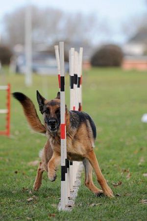 . DONATIONS: AGILITY EQUIPMENT .