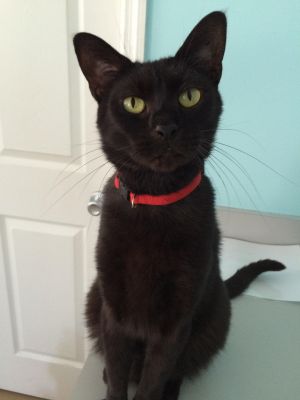 . Onyx (aka Larry) .