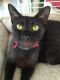 . Onyx (aka Larry) .