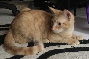 . Ginger .