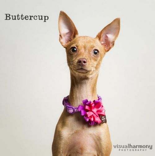 . Buttercup .