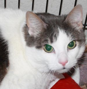. Lexus FIV Pos - Foster: Darlene .