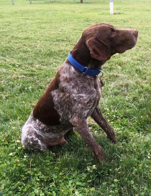 ohio puppy rescue german shorthaired pointer rescue ohio puppy rescue german shorthaired pointer rescue
