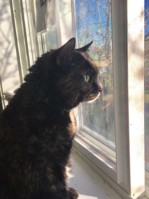 . Miss Kitty-