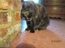 . Miss Kitty-