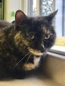 . Miss Kitty-