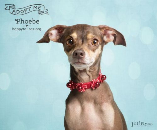 . Phoebe .