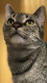 . Daisy Sweets 1214 *$75 FIV+ .