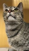 . Daisy Sweets 1214 *$75 FIV+ .