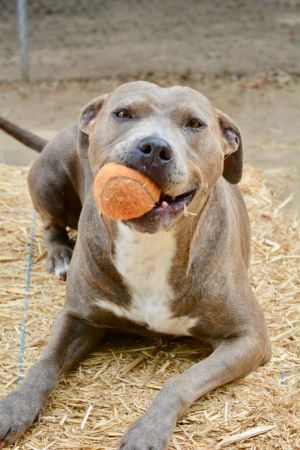 . Lucy - Waived Adoption Fee! .