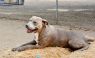 . Lucy - Waived Adoption Fee! .