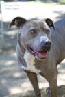 . Lucy - Waived Adoption Fee! .