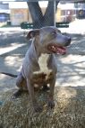 . Lucy - Waived Adoption Fee! .