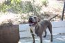 . Lucy - Waived Adoption Fee! .
