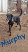 . Murphy .