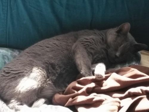 . Lindsay (FIV+) .