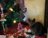 . Lindsay (FIV+) .