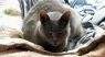 . Lindsay (FIV+) .