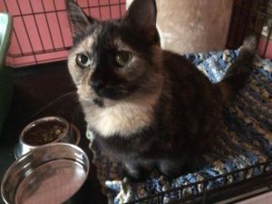 . Andromeda (FeLV+) .