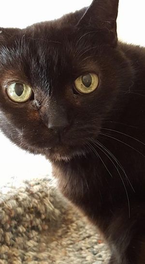 . Pepper .