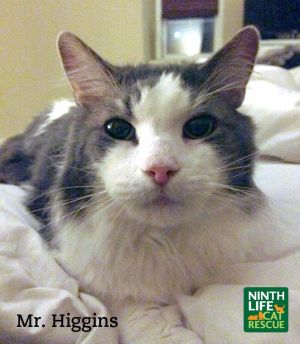 . Mr. Higgins .