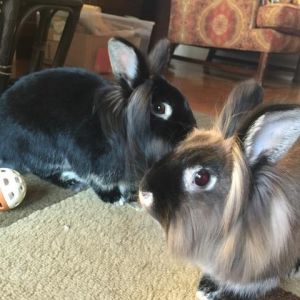 . Basil and Clover .